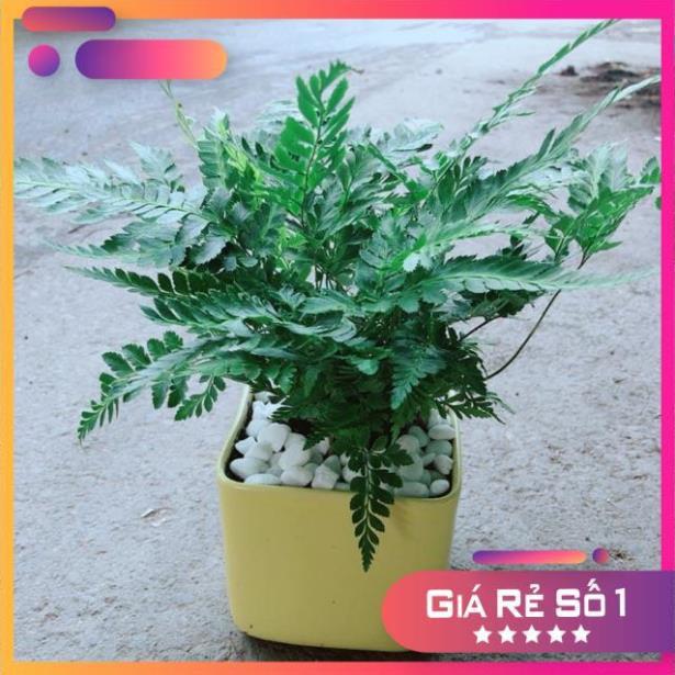 Chậu Cây Dương Sỉ Kiểng