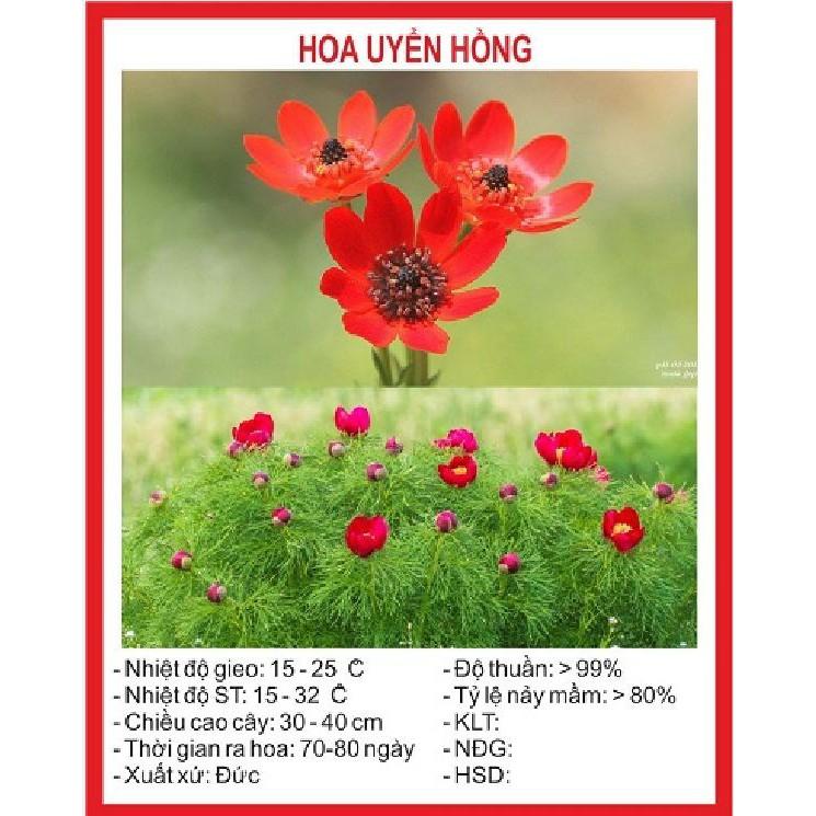 Hạt giống hoa Uyển hồng - gói 100 hạt