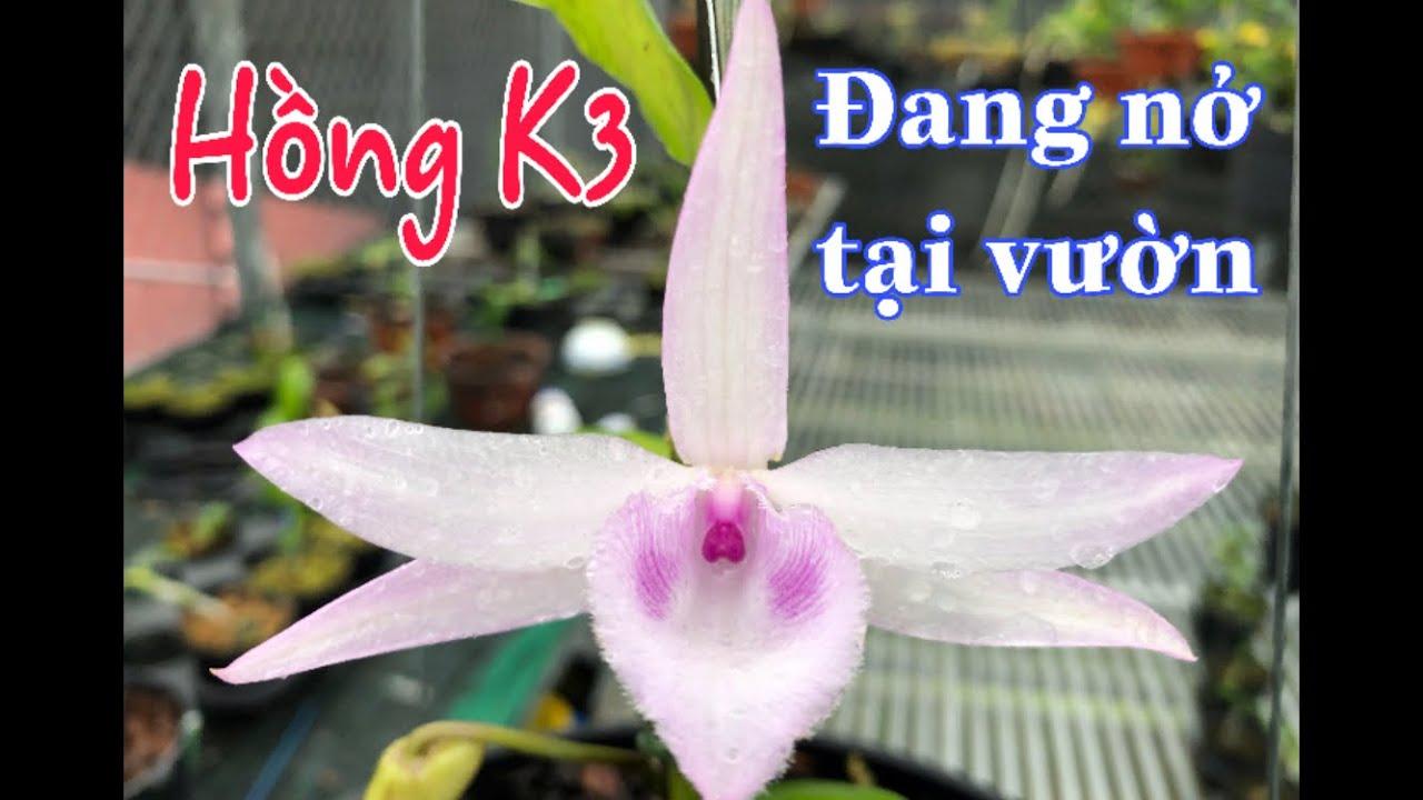 Phi điệp đột biến HỒNG K3 chuẩn giống cam kết chất lượng