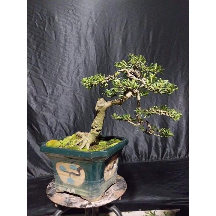 CÂY GIỐNG TÙNG LA HÁN