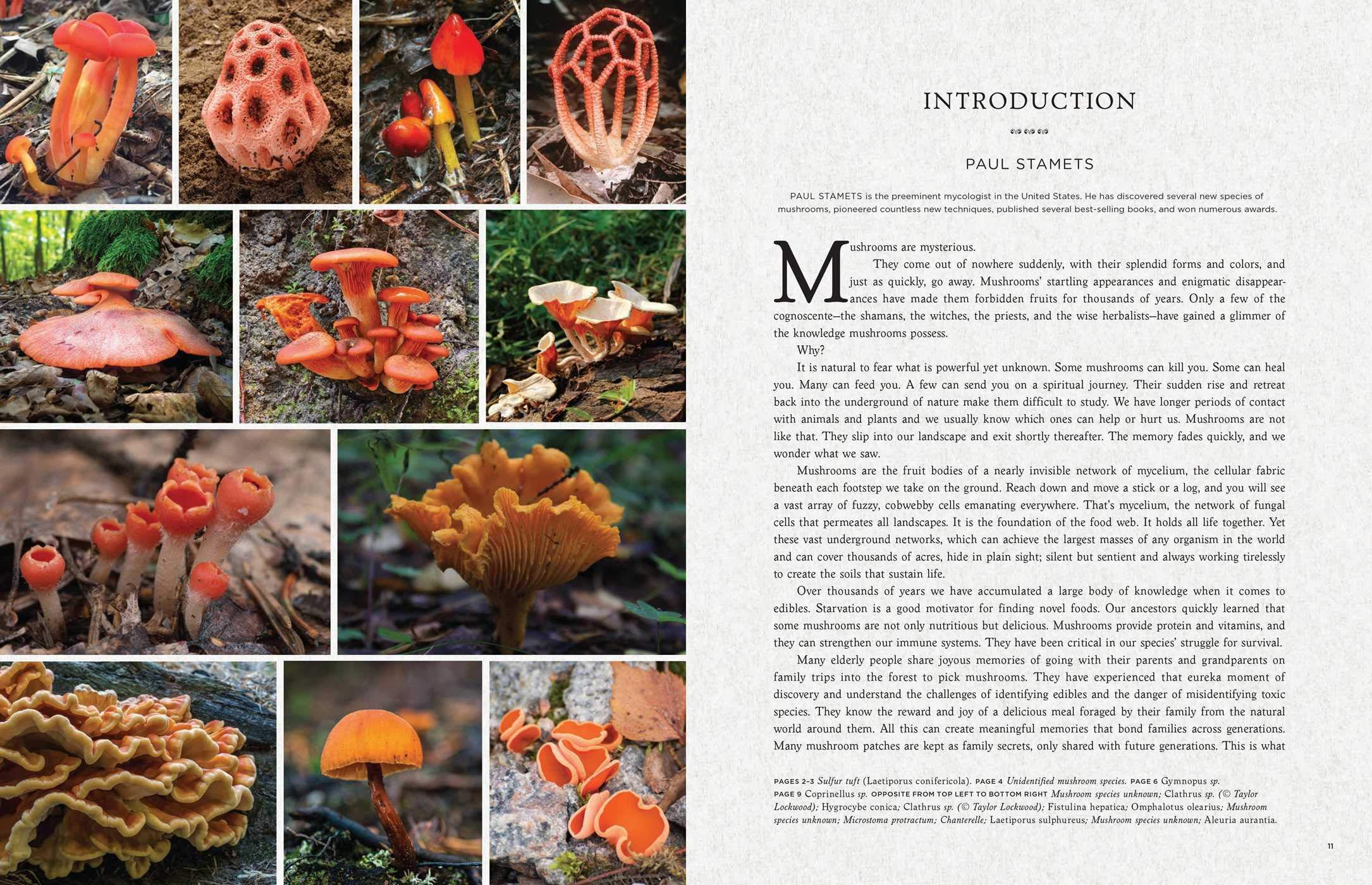 Fantastic Fungi: How Mushrooms Can Heal, Shift Consciousness, And Save The Planet