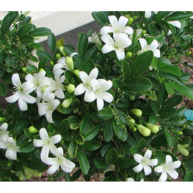 Giống cây nguyệt quế đánh đất