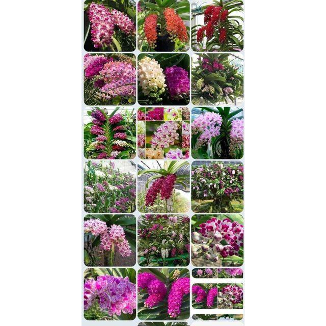 Đai châu chuẩn bị hoa đủ màu