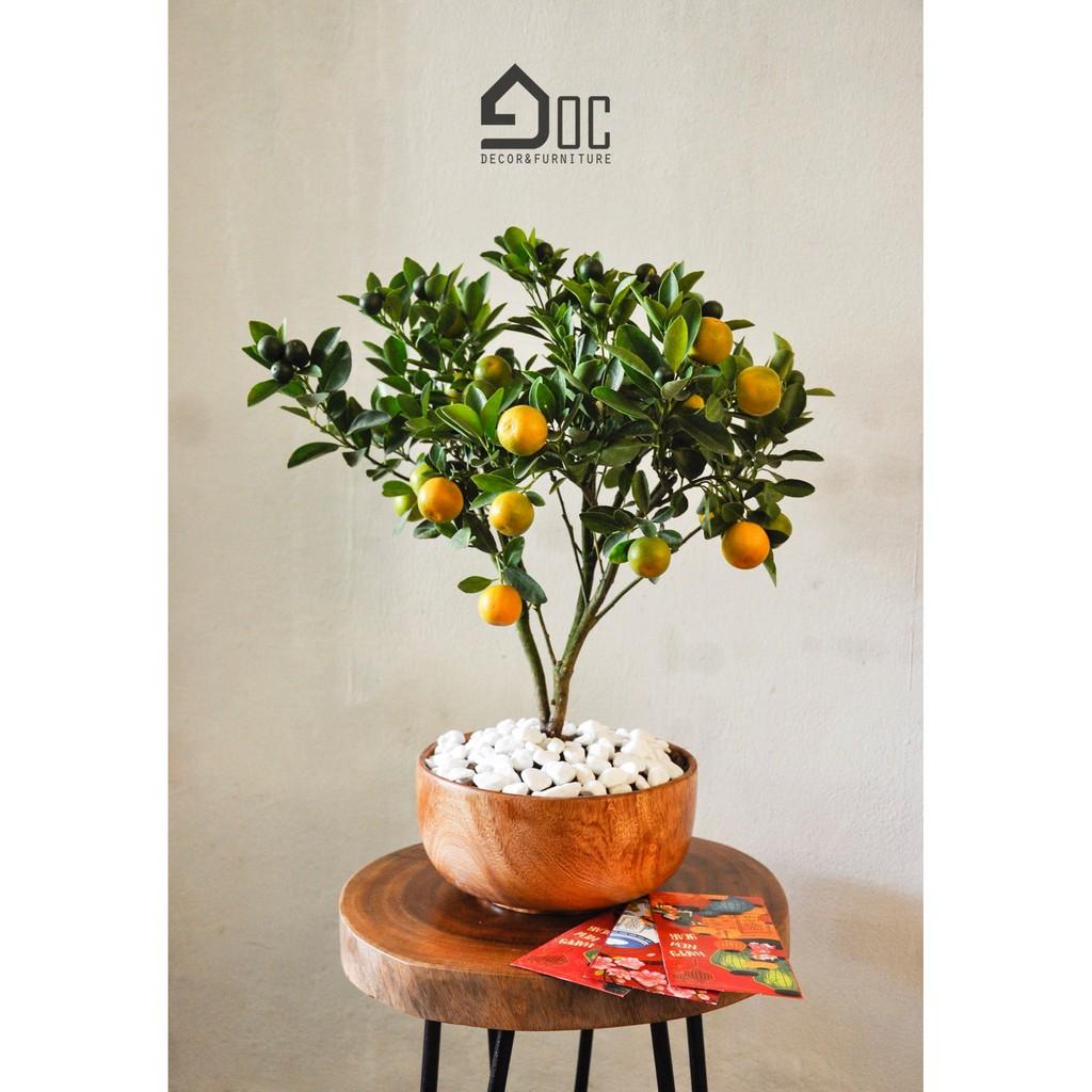 Chậu cây gỗ trồng quất, cây cảnh, hoa để bàn làm việc, phòng khách