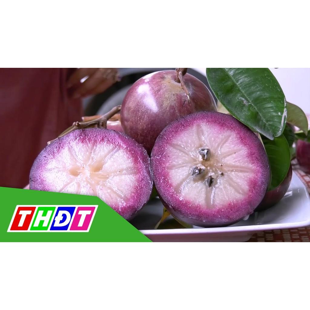 Cây giống Vú sữa Tím Mika .