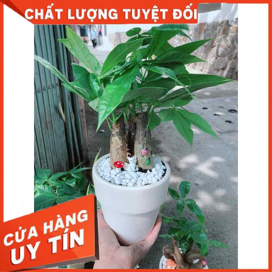 Chậu kim ngân 3 thân Nhiều Người Mua