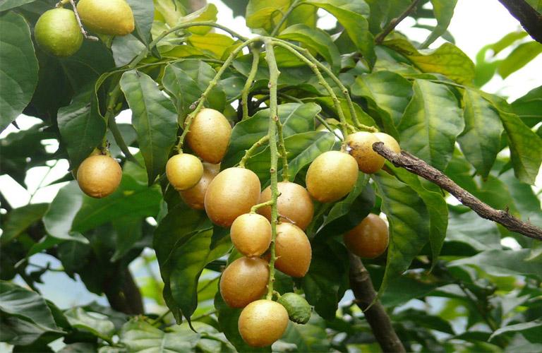 Cây QUẤT HỒNG BÌ, cây giống mập, bầu đất to, siêu quả