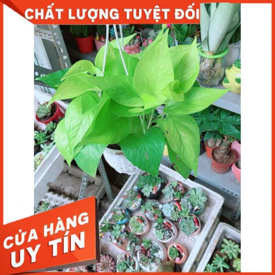 Chậu Trầu Bà Thái Vàng Nhiều Người Mua
