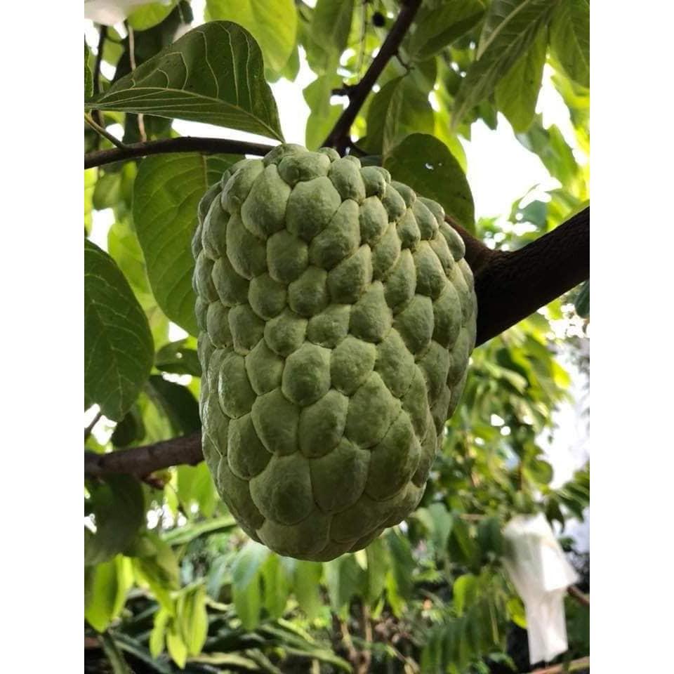 Cây giống na thái cao 60cm