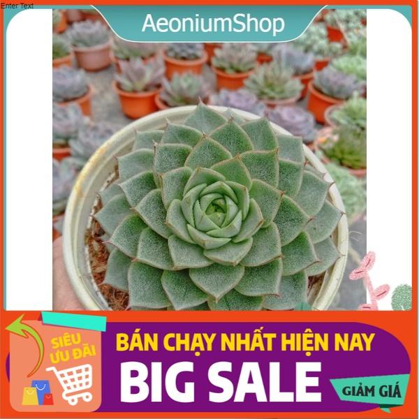 SEN ĐÁ HOA HỒNG XANH- Green Rose SIZE 10 Cm ĐÃ THUẦN KHÍ HẬU