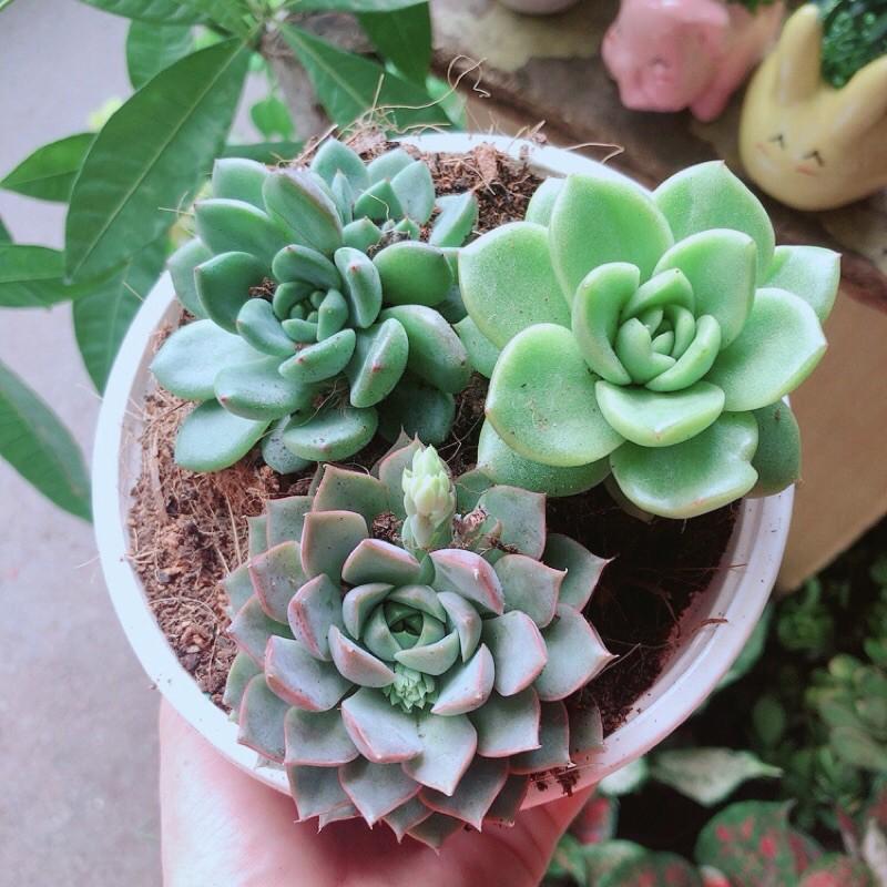 Sen Đá Mix 3 Cây Lớn