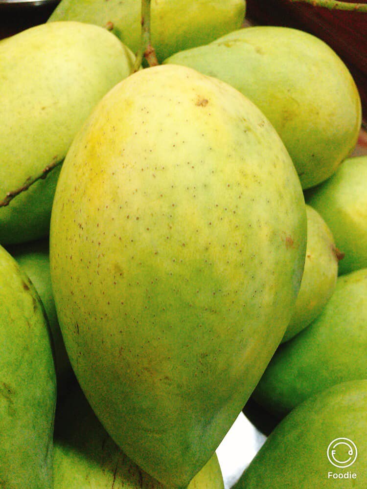 Cây giống xoài cát hòa lộc