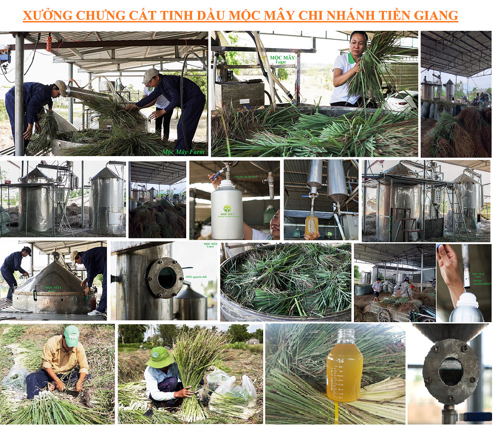 Tinh dầu Sả Chanh Organic Mộc Mây - tinh dầu nguyên chất từ thiên nhiên - chất lượng và mùi hương vượt trội