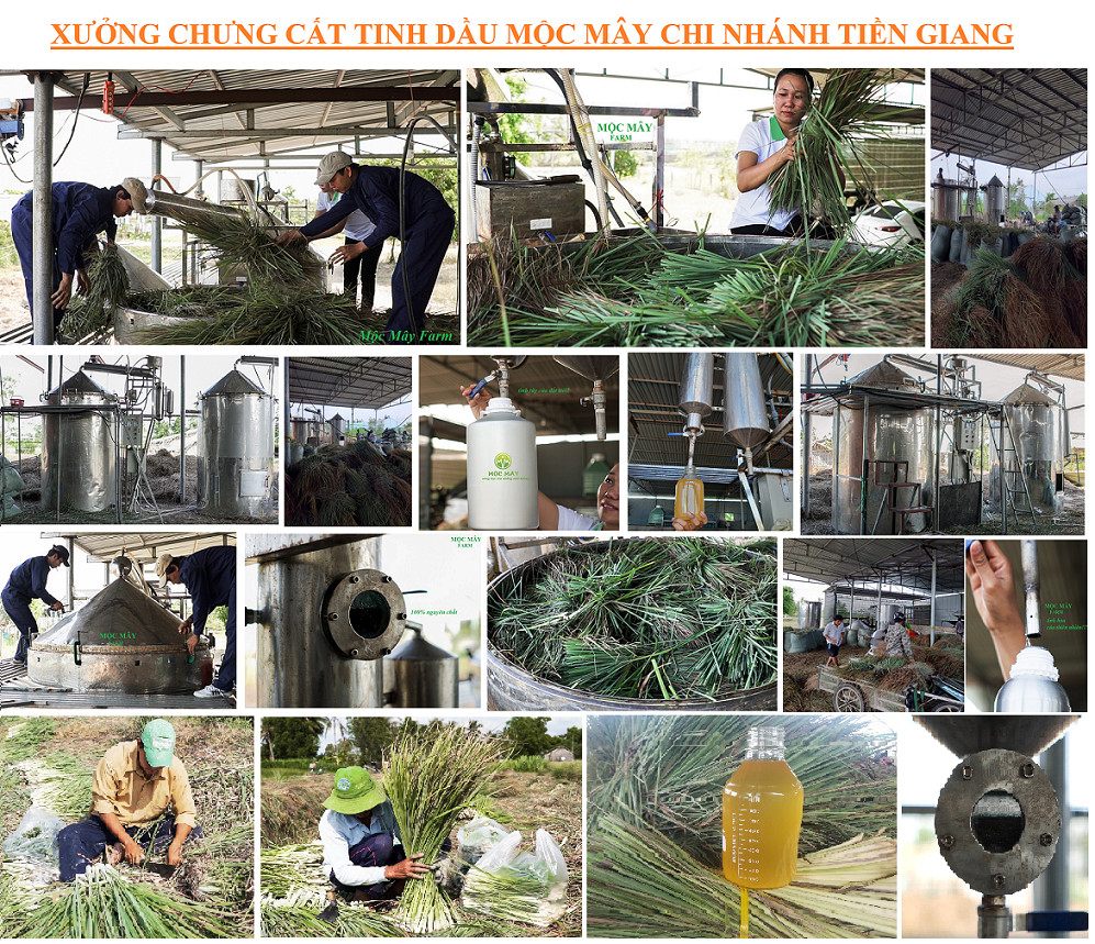 Tinh dầu Sả Chanh Organic 100ml Mộc Mây - tinh dầu nguyên chất từ thiên nhiên - Có kiểm định Bộ Y Tế, chất lượng và mùi hương vượt trội