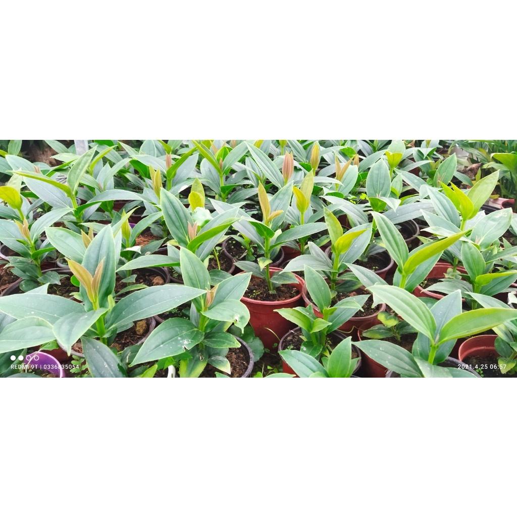 Cây Hoa Hòn Ngọc Viễn Đông- cây size nhỡ