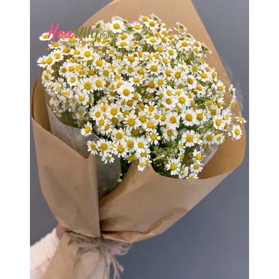 Hạt giống hoa cúc hoa mi trắng  - 1 gói 50 hat