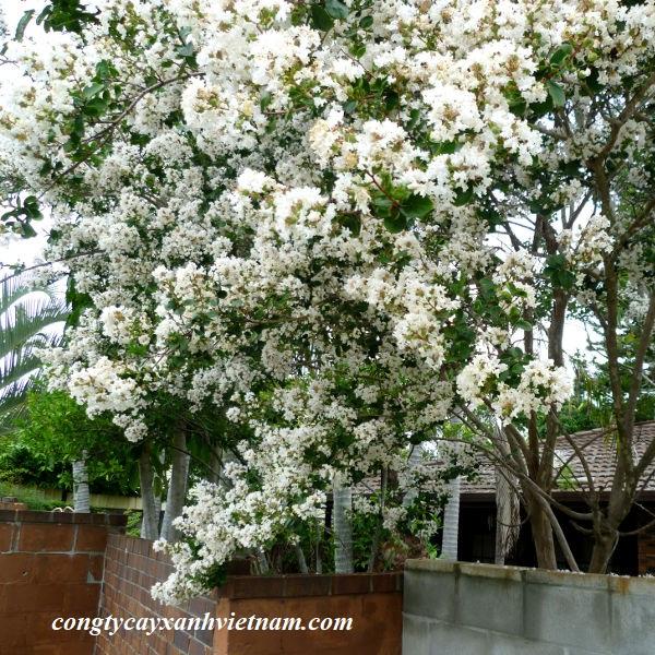 Cây tường vi hoa trắng cao 70-80 cm đang nụ và hoa ( Ảnh thật).