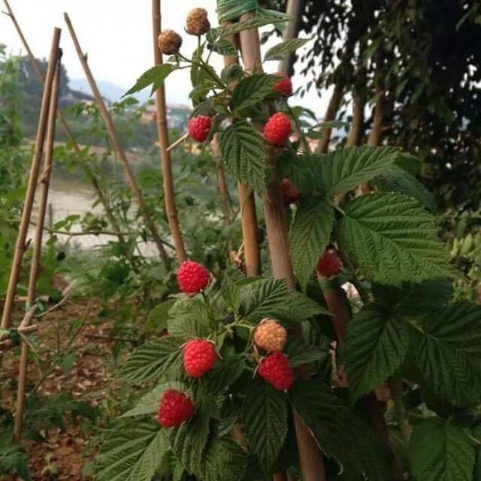 Hạt giống cây ăn trái mâm xôi đỏ-Gói 30 hạt/tặng kèm gói phân bón lót