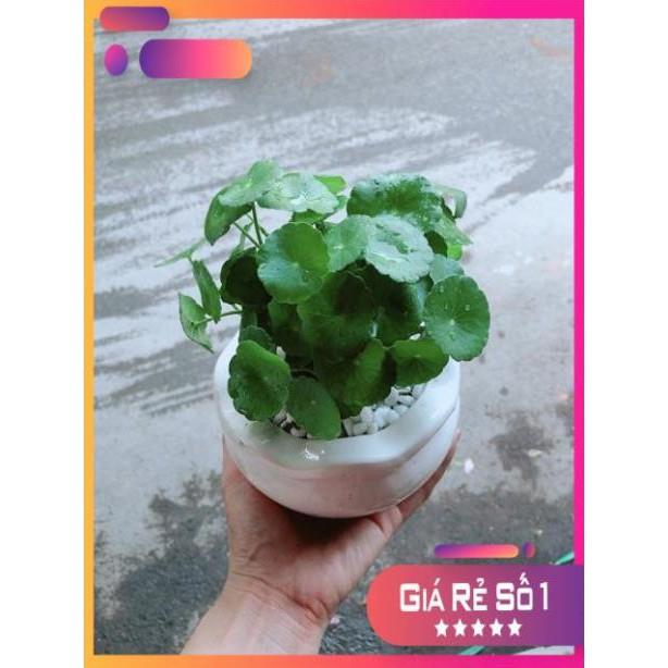 Chậu Cỏ Đồng Tiền