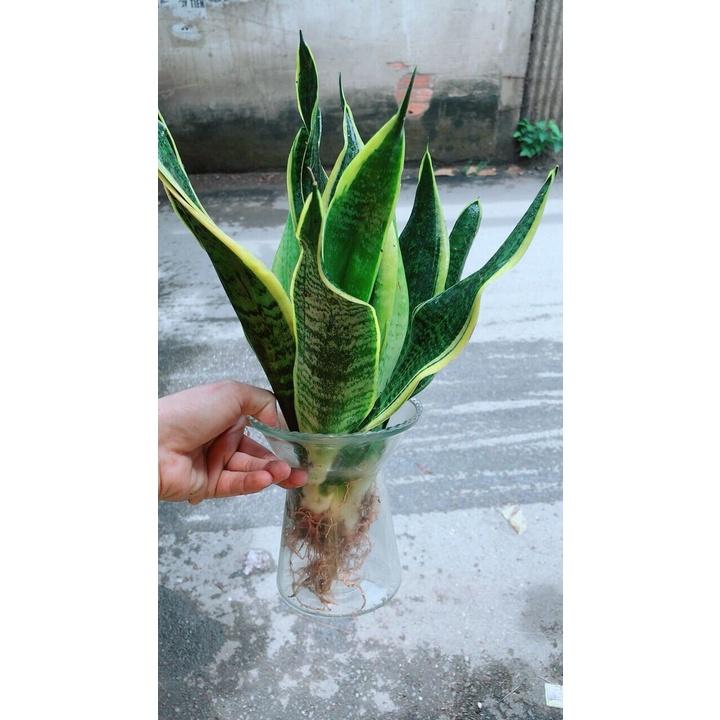 Chậu Lưỡi Hổ Thuỷ Sinh