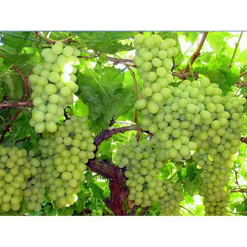 CÂY GIỐNG NHO XANH NINH THUẬN CHUẨN GỐC, SIÊU QUẢ , SIÊU NGON, SIÊU KINH TẾ, CAM KẾT GIỐNG CHUẨN F1 - CGNXNT
