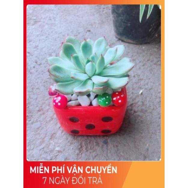 Chậu Sen Đá Viền Hồng