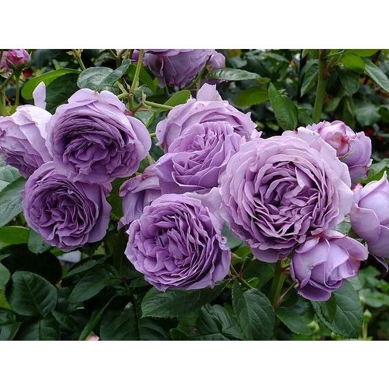 HẠT GIỐNG HOA HỒNG LAI TÍM: 5 HẠT/ GÓI -Pháp