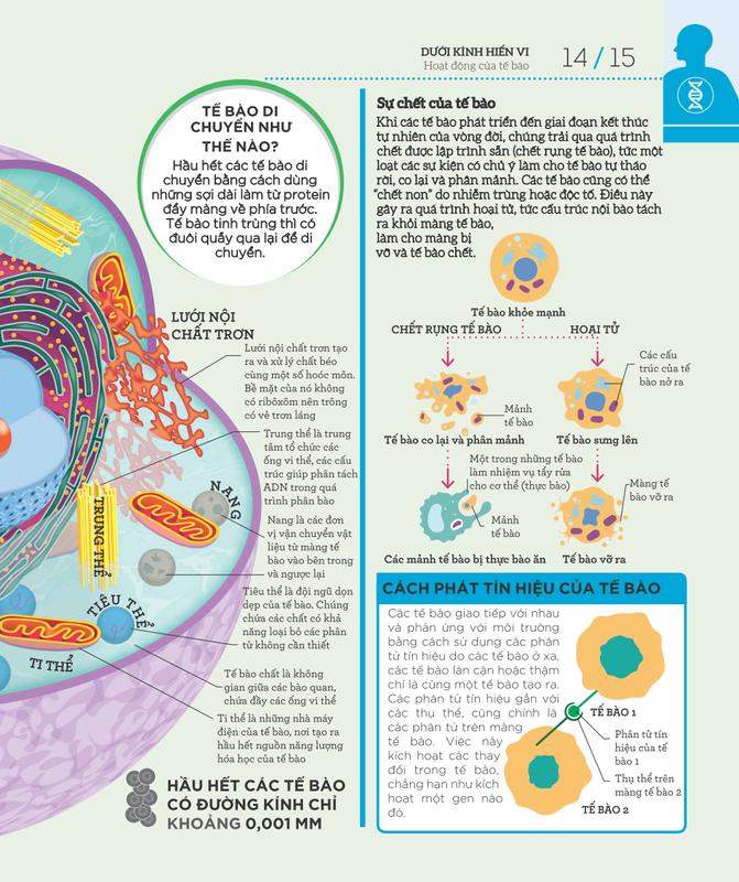 Sách - Hiểu hết về cơ thể (How the body works) (Nhã Nam HCM)