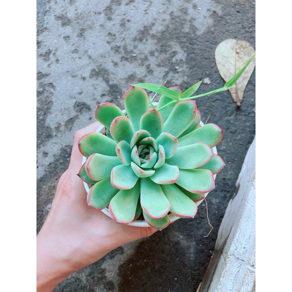 Sen Đá Viền Hồng