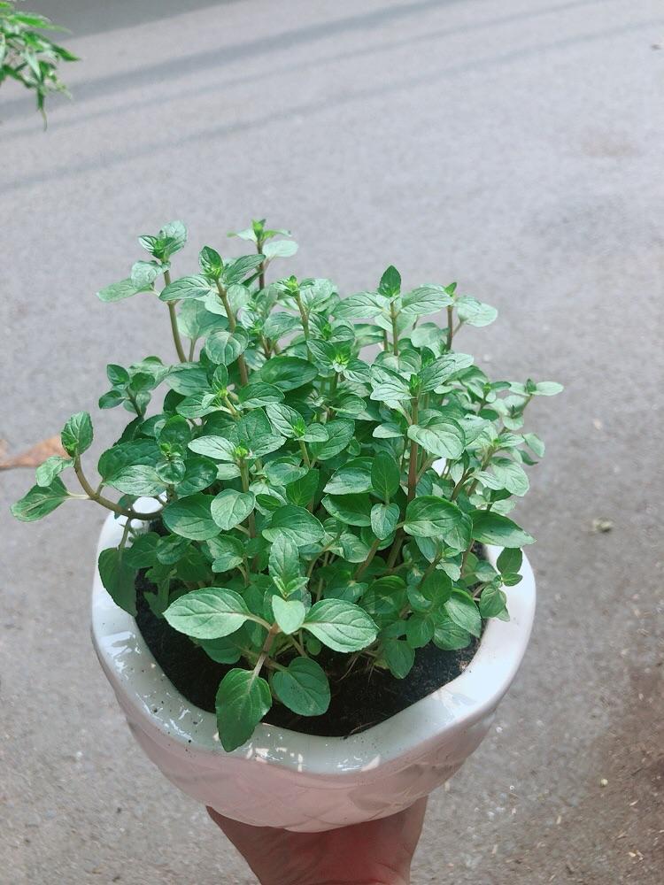 Chậu Cây Bạc Hà