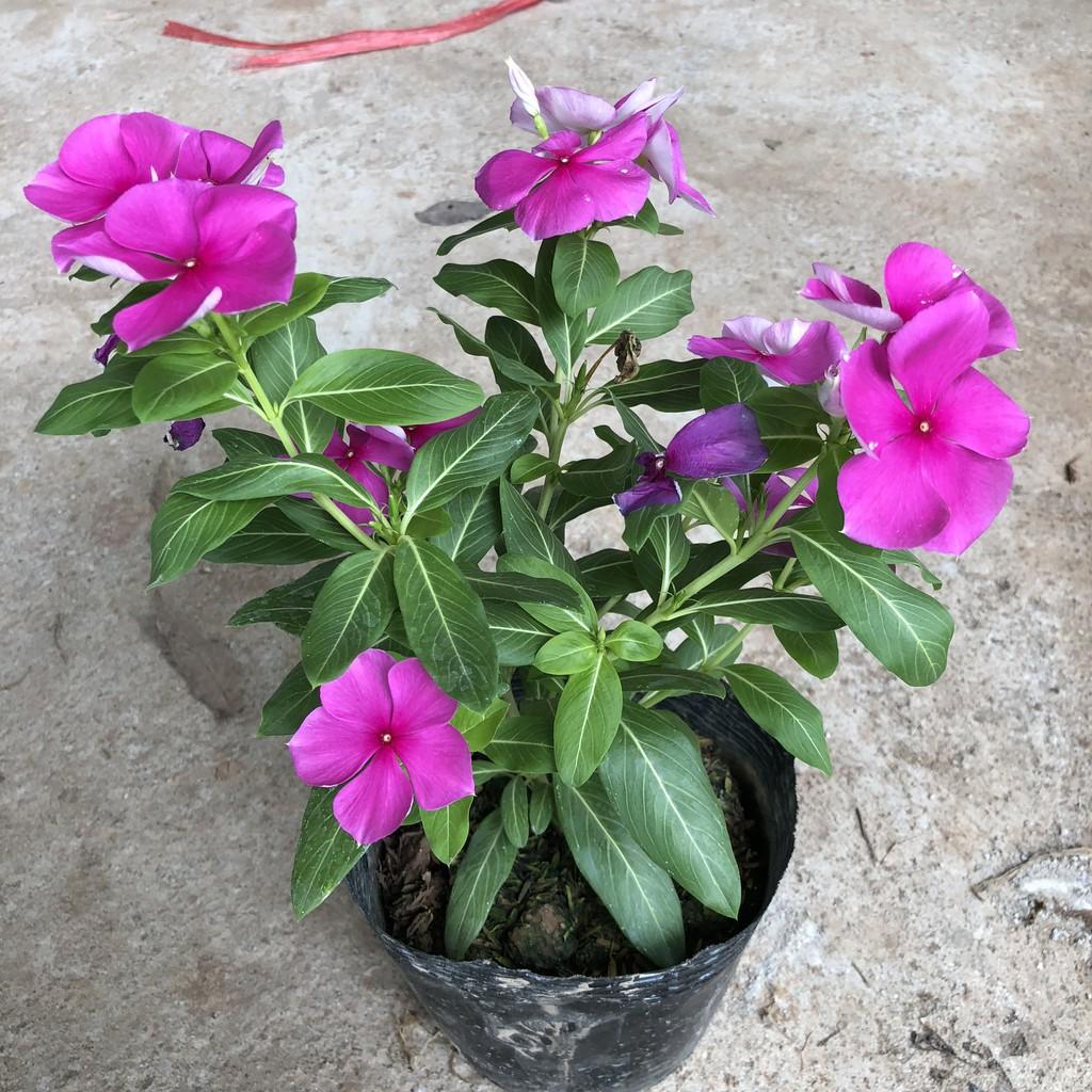 Cây hoa dừa cạn đủ màu, chiều cao 15cm sum suê hoa nở bắt mắt, không ưa nước thích hợp trang trí cảnh quan