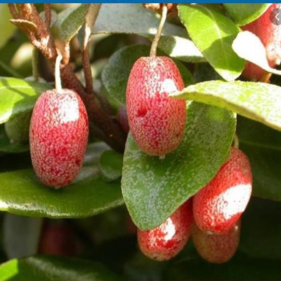 Sản phẩm Cây Ăn Trái cây giống nhót ngọt siêu trái- cây ăn quả