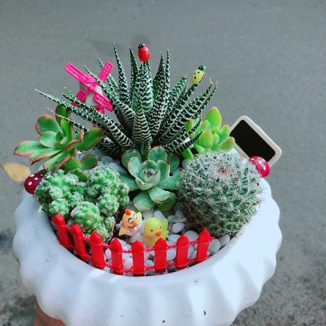 Chậu Sen Đá Xương Rồng Tiểu Cảnh