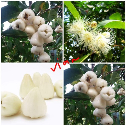 Cây Mận Trắng Sữa - Giống cây trồng cây ăn trái