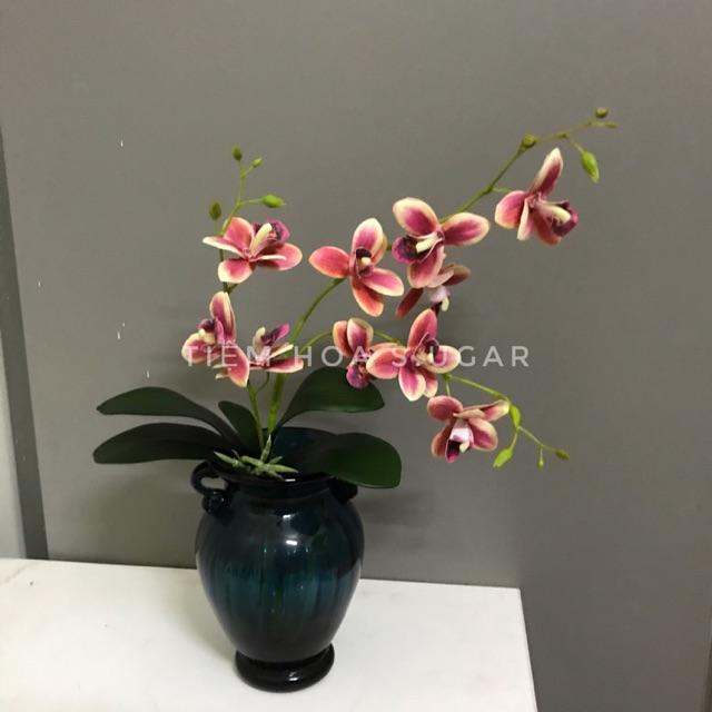 Bình hoa lan 17cm cao cấp