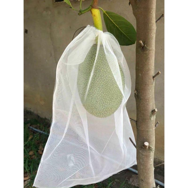 30 Cái TÚI BAO, BỌC MÍT LƯỚI MÙNG DÀY LOẠI TỐT KÍCH THƯỚC 50*70