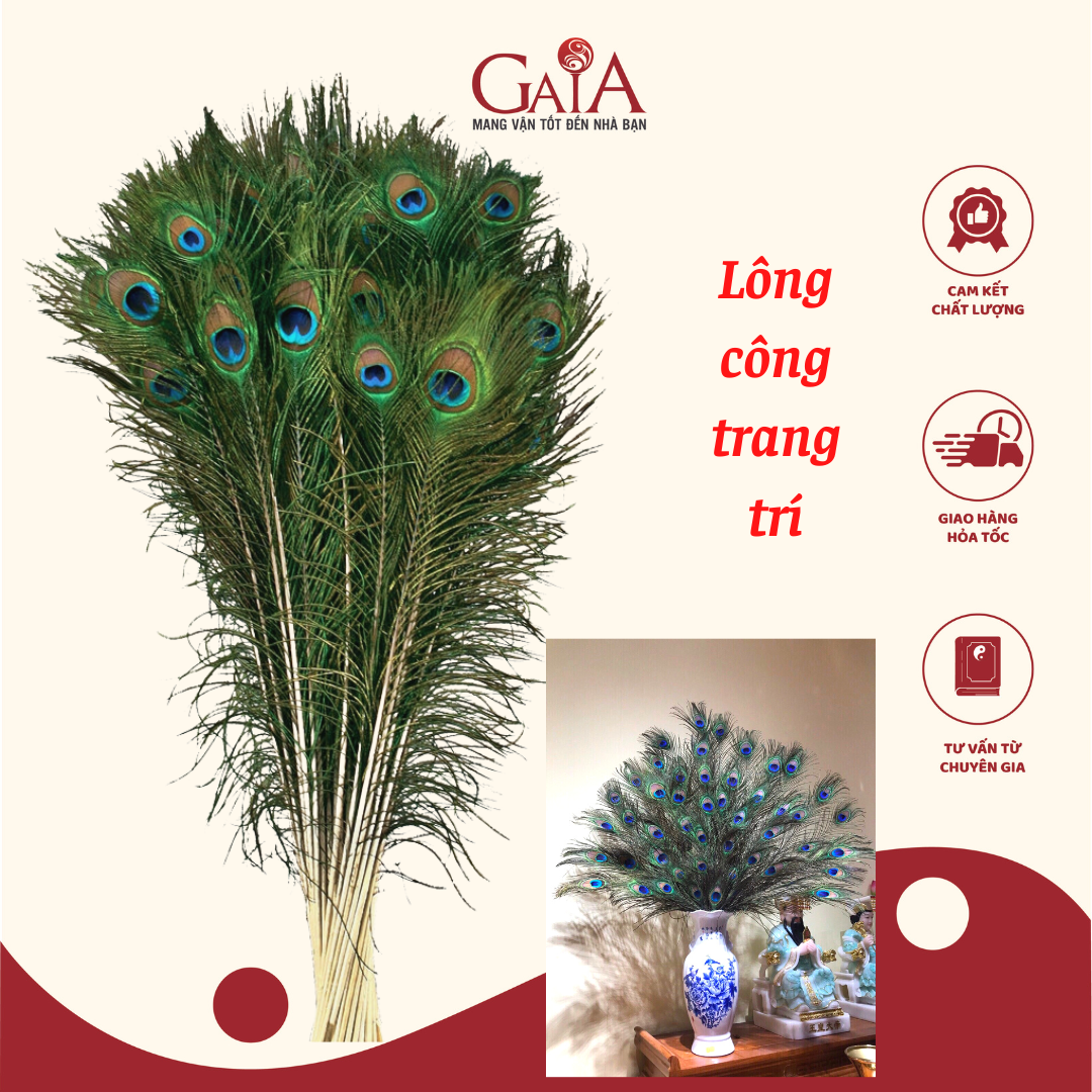 Bộ 20 lông công phong thuỷ dài 90-100cm | Vật phẩm phong thuỷ