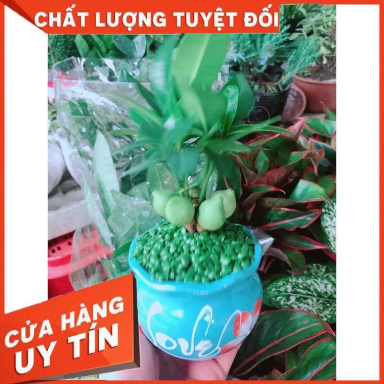 Chậu cây may mắn Nhiều Người Mua