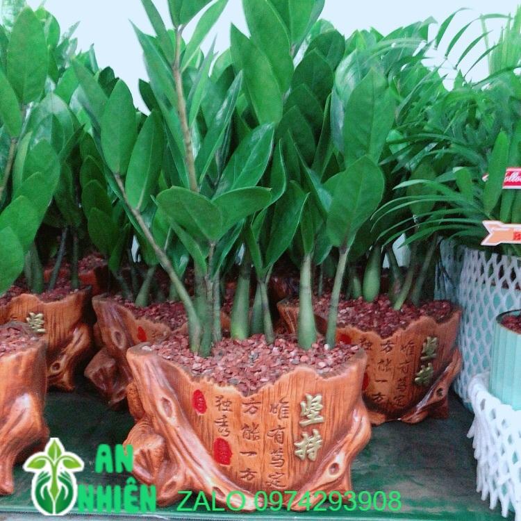 Chậu Kim Phát Tài