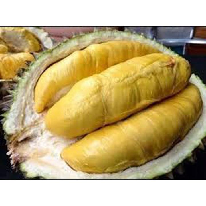 Cây giống SẦU RIÊNG RI6 Bầu to khổng lồ, gốc to ghép 2 năm.