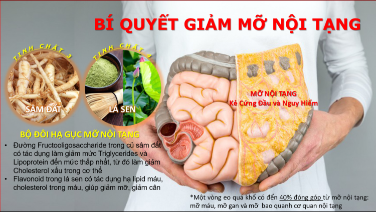 Fructooligosaccharide có tác dụng làm giảm mức Triglycerides và Lipoprotein đến mức thấp nhất, từ đó làm giảm Cholesterol xấu trong cơ thể