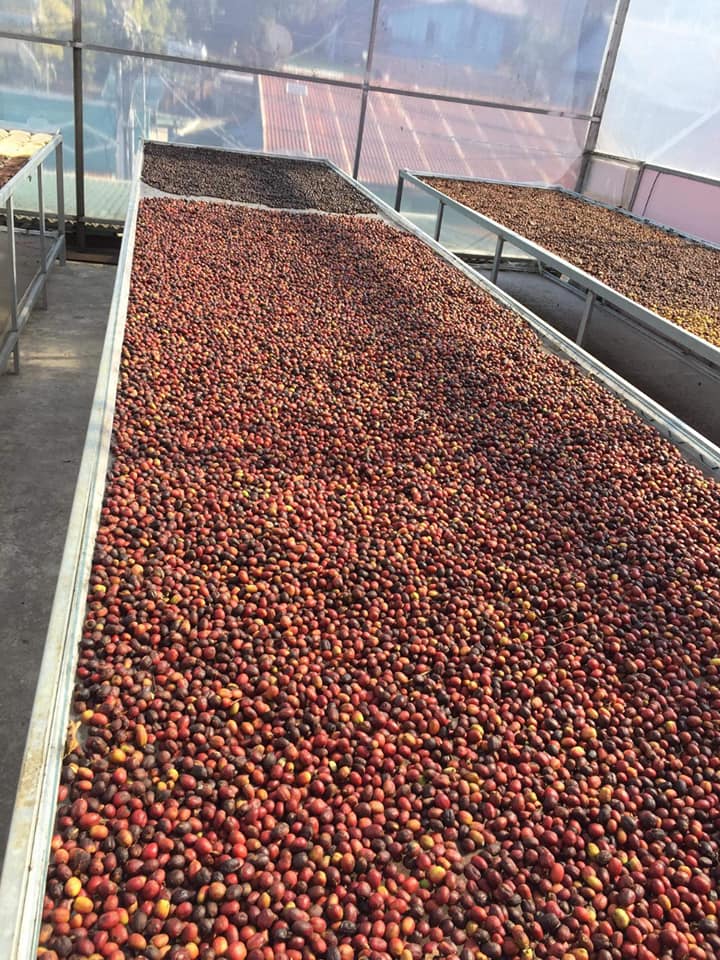 Cà phê (cafe) nguyên chất Balance hữu cơ 100% berry culi chuyên dùng pha máy espresso - Vanbina Coffee Single origin ( Dạng bột )