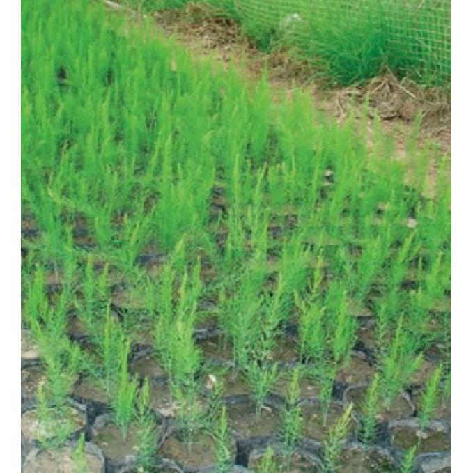 Combo 3 gói Hạt giống Măng Tây xanh, trắng, tím,-gói 20 hạt-tặng kèm gói phân bón lót