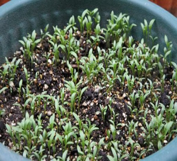 Hạt giống rau mùi – ngò rí