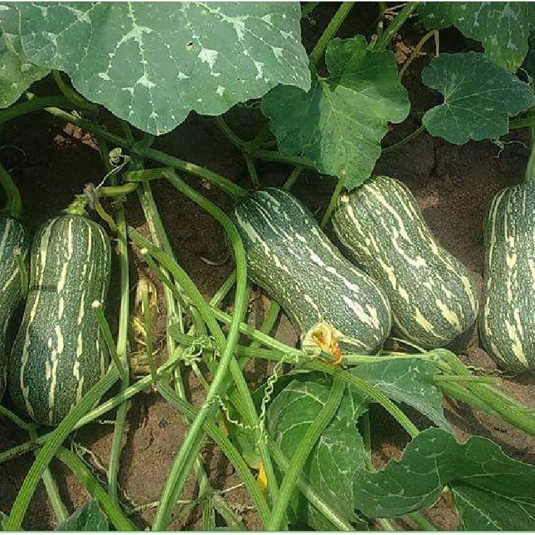 Hạt Giống Bí Đỏ Hạt Đậu F1 - 10 hạt/gói