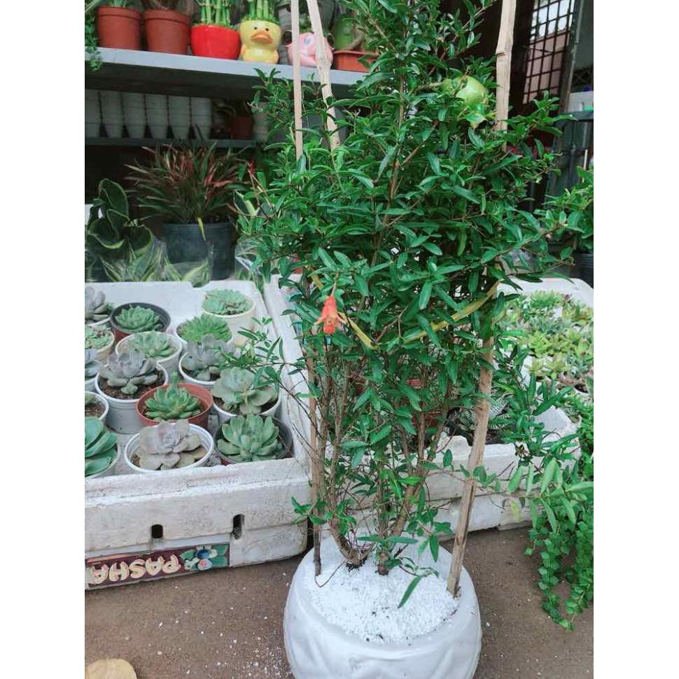 Chậu cây lựu Bán Chạy