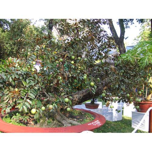 Cây giống vú sữa Lò Rèn cây đẹp giống chuẩn