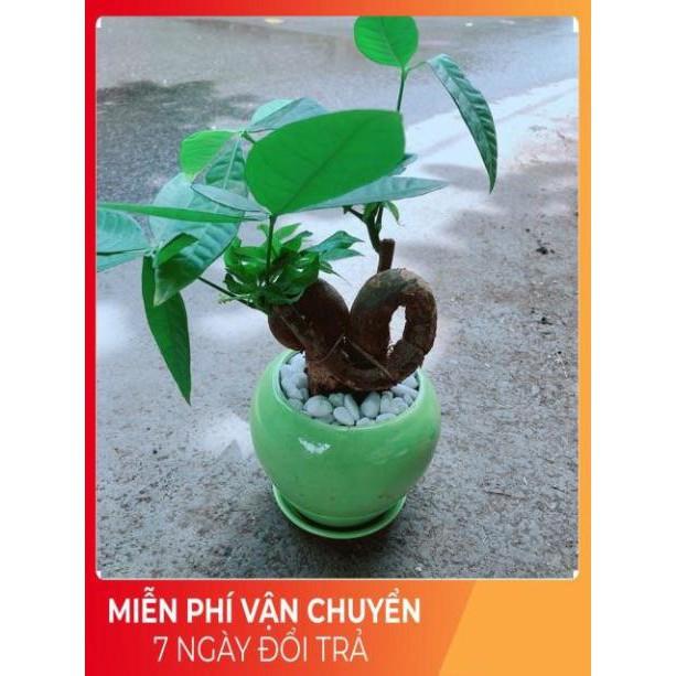 Chậu Kim Ngân Nơ