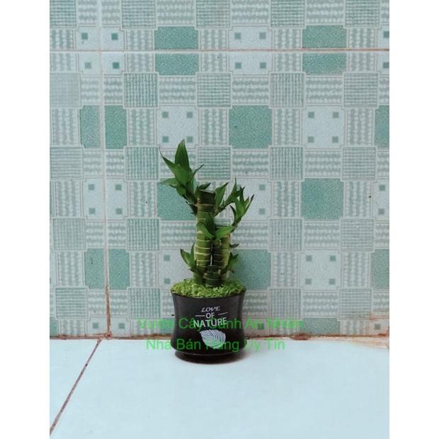 Chậu Cây Phát Tài