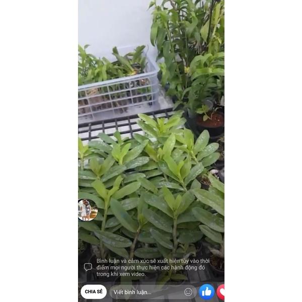 Hoa phong lan - phi điệp hòa bình f21
